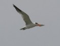 /album/photogallery/caspian-tern-tanji-nov-jpg/